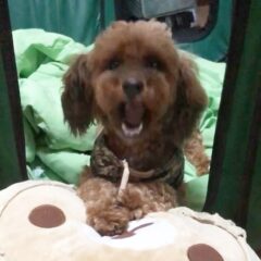 健康的な歯磨き！方法とグッズの選び方♪