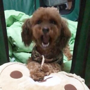 歯磨き上手な愛犬