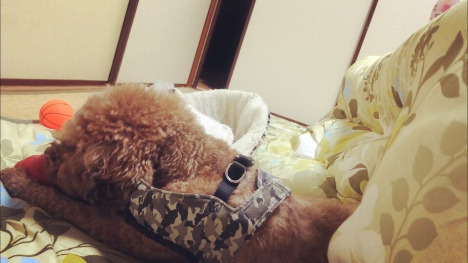 冬支度したてのこたつで寛ぐ犬