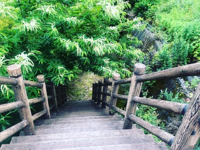 健全そうな萩の森林と階段