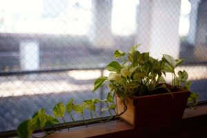 朝日と窓と観葉植物