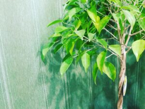 観葉植物の幸せの木ベンジャミン