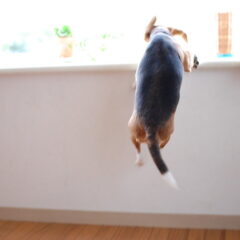 健康的な1日の始まり！愛犬と毎朝のルーティーン♪