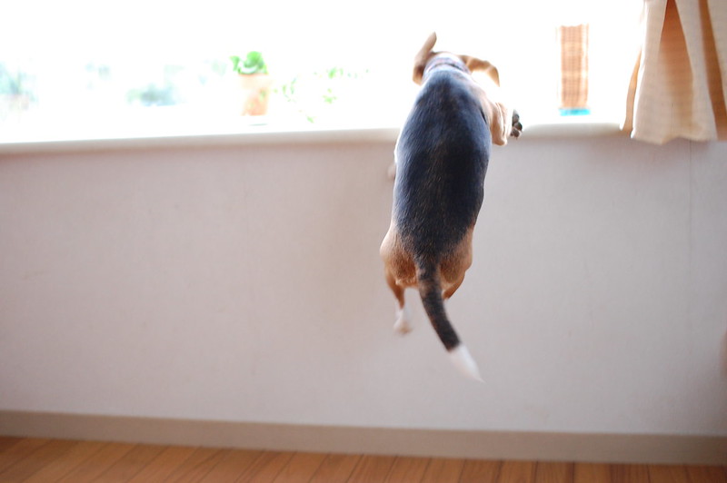 朝日と窓と元気な犬