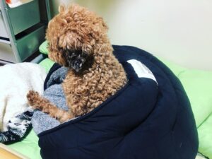 意識の高い愛犬の後ろ姿