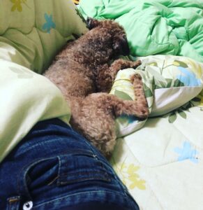 こたつで昼寝する愛犬