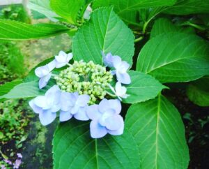 朝の庭のあじさい