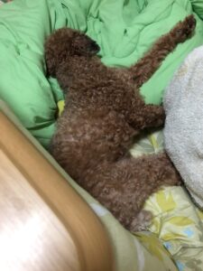 ぐったりと寝る犬