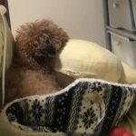 丸まった姿勢で寝る犬