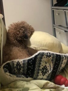 丸まった姿勢で寝る犬