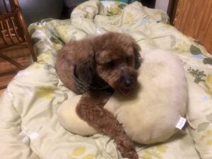 クッションの上で寝る犬