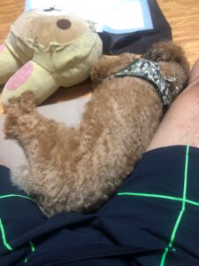 犬が横向きに寝ている
