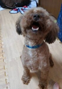 愛犬と触れ合う写真