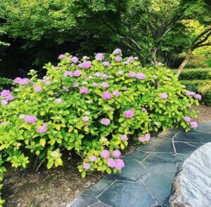 いっぱい深呼吸する植物